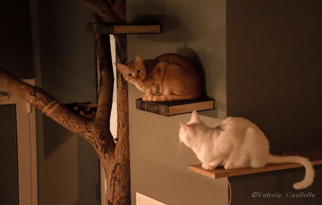 dsc3421-romeow