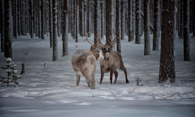 Lapponia Svedese in inverno: guida al Grande Nord