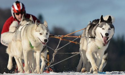 Cani da slitta in Lapponia: safari con gli husky
