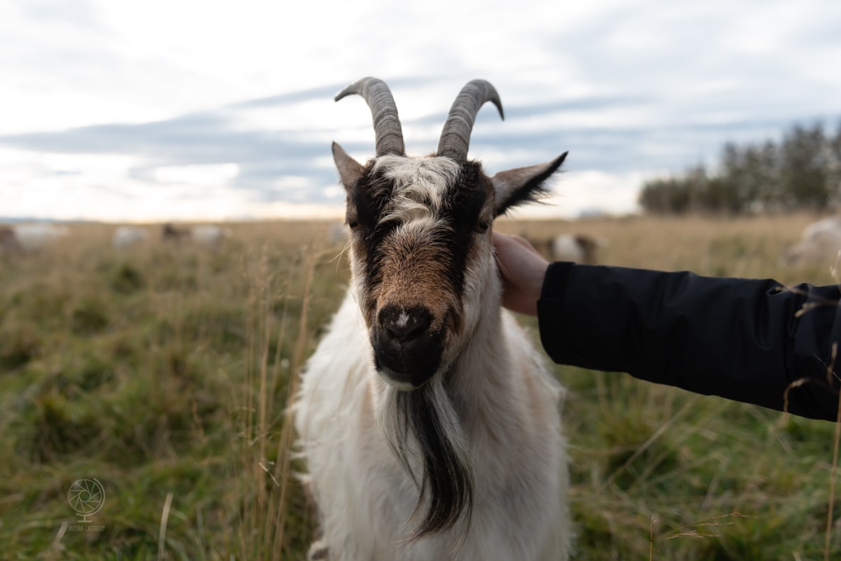guesthouse in Islanda dove dormire_Skalatjorn goat farm