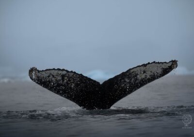Megattera_Humpback Whale_Antartide