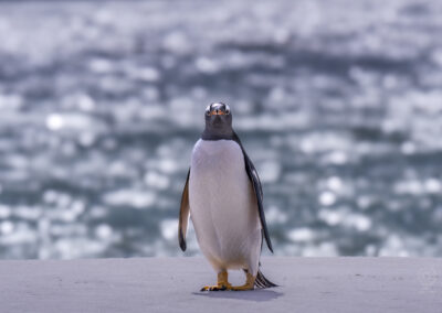 gentoo penguin_falkland islands