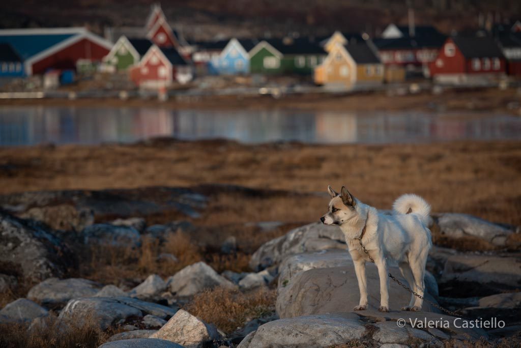 Meet the dogs - Cane groenlandese a Disko Island