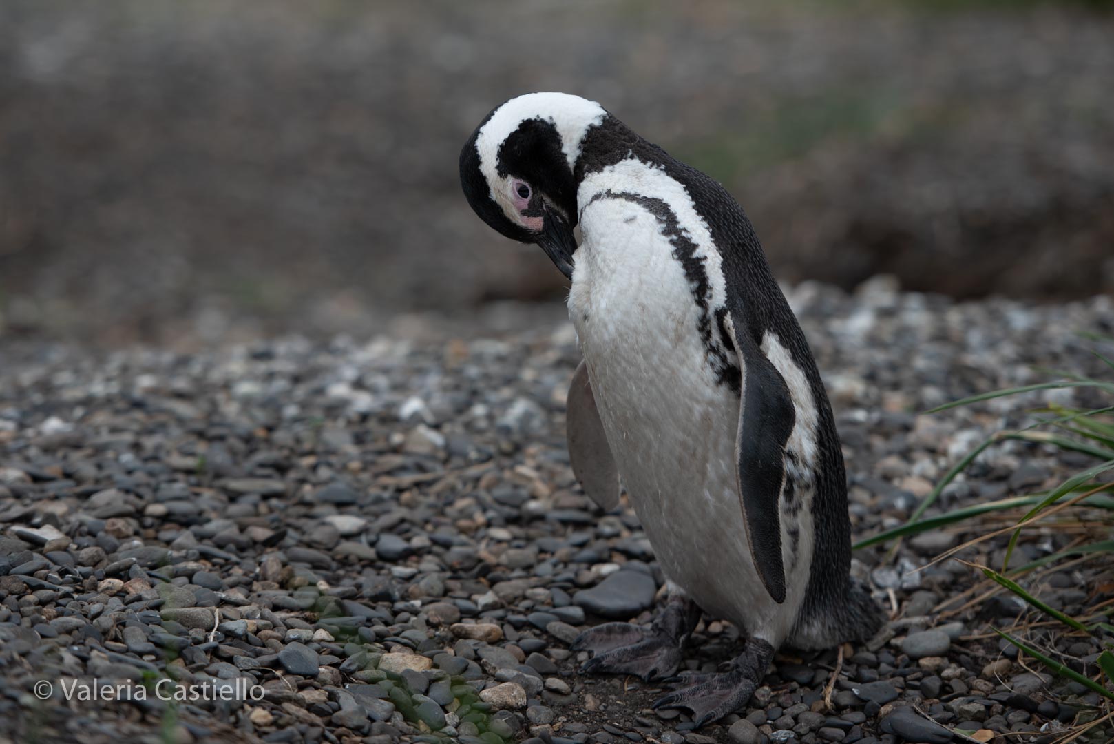 Pinguino Magellano sull'Isla Martillo , Terra del Fuoco