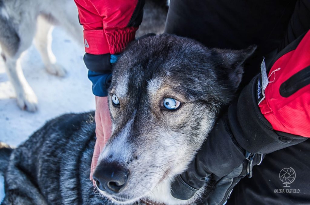 cani da slitta in Lapponia