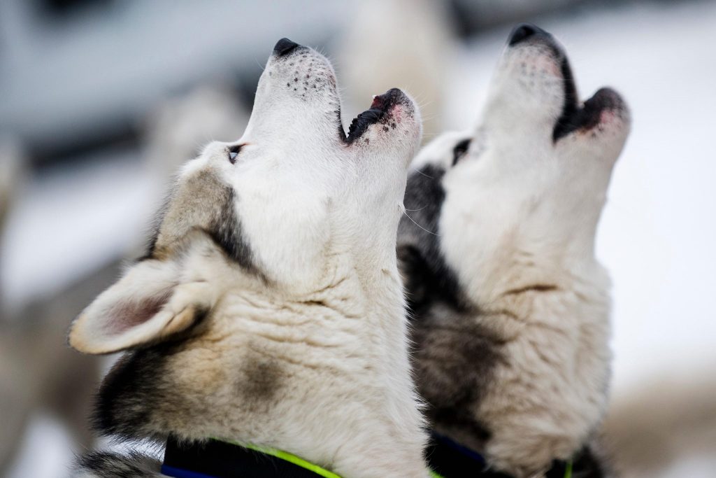 Cani da slitta Lapponia_Husky Team Arctic Melody