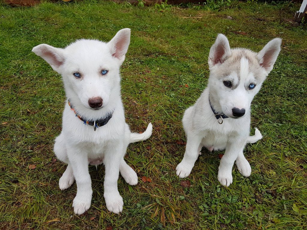 Cuccioli di Husky_cani da slitta in lapponia svedese
