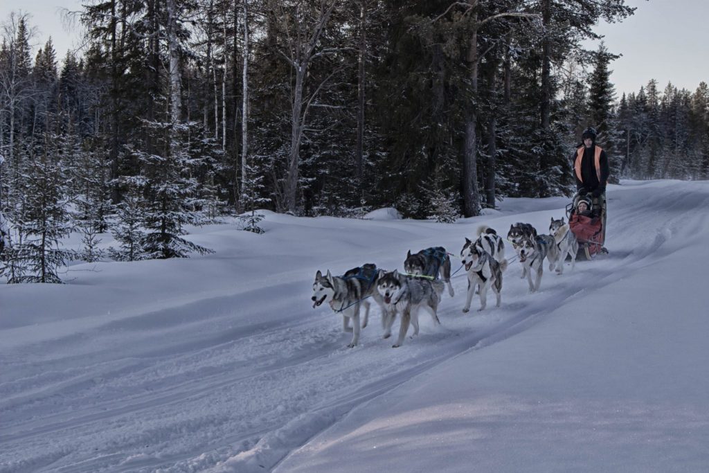 Io sulla slitta trainata da husky - Lapponia Svedese