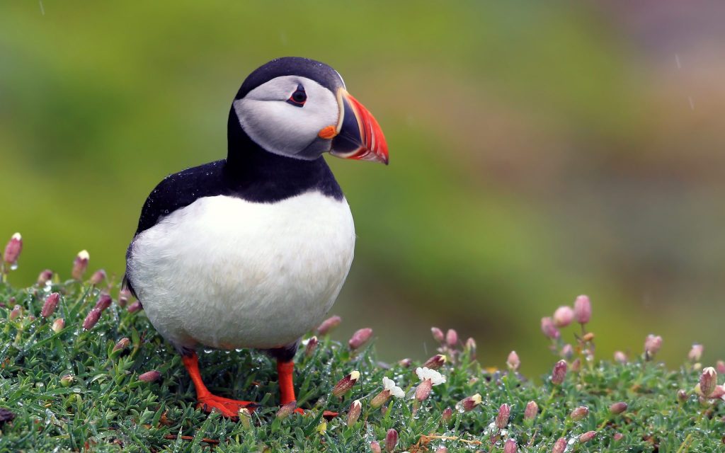 Puffin in Islanda dove e quando vedere le pulcinella di mare?