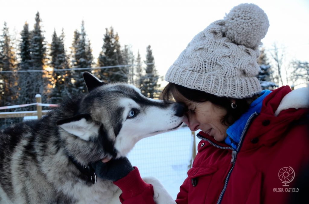 Team Arctic Melody - Escursione con i cani da slitta in Lapponia, dove gli husky sono felici