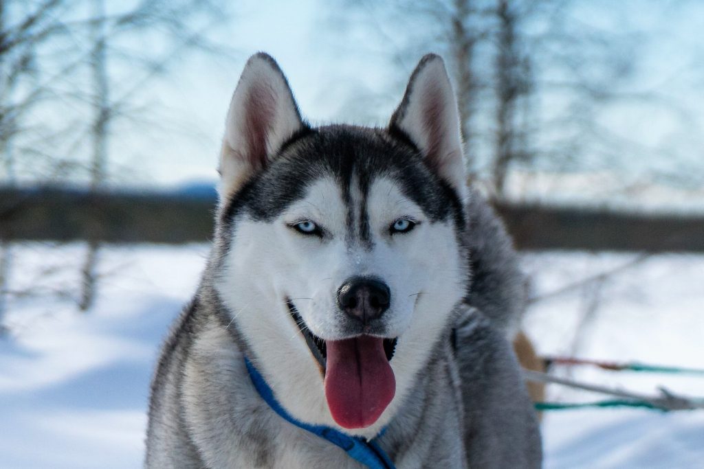 Ace_ Husky_Team Arctic Melody