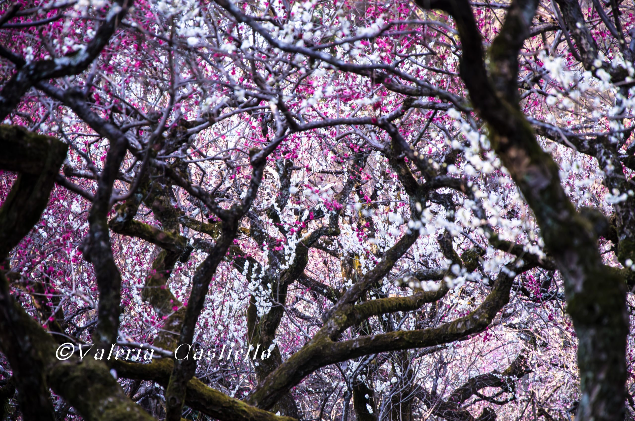 Giappone fai da te - Kitano-tenmangu, ume blossoms