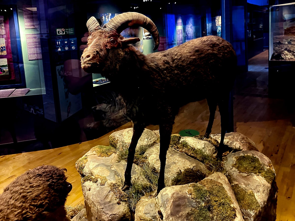 Cosa vedere a Tórshavn_Museo Nazionale_Faroe_Føroya Náttúrugripasavn