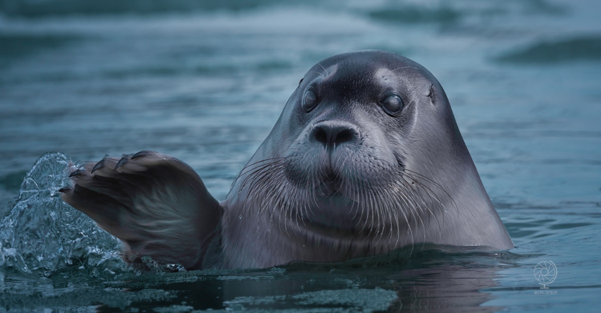 Spitsbergen_Svalbard crociera artica_Bearded seal