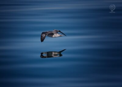 Fulmarus glacialis_Svalbard