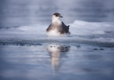 Spitzbergen_Arctic Skua -