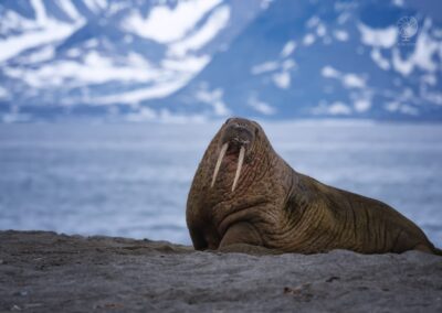 crociera Svalbard_estate_Poseidon