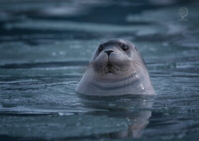 Spitsbergen_bearded seal