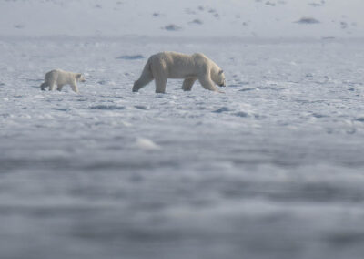 Isola di Spitsbergen_crociera svalbard_Orso Polare