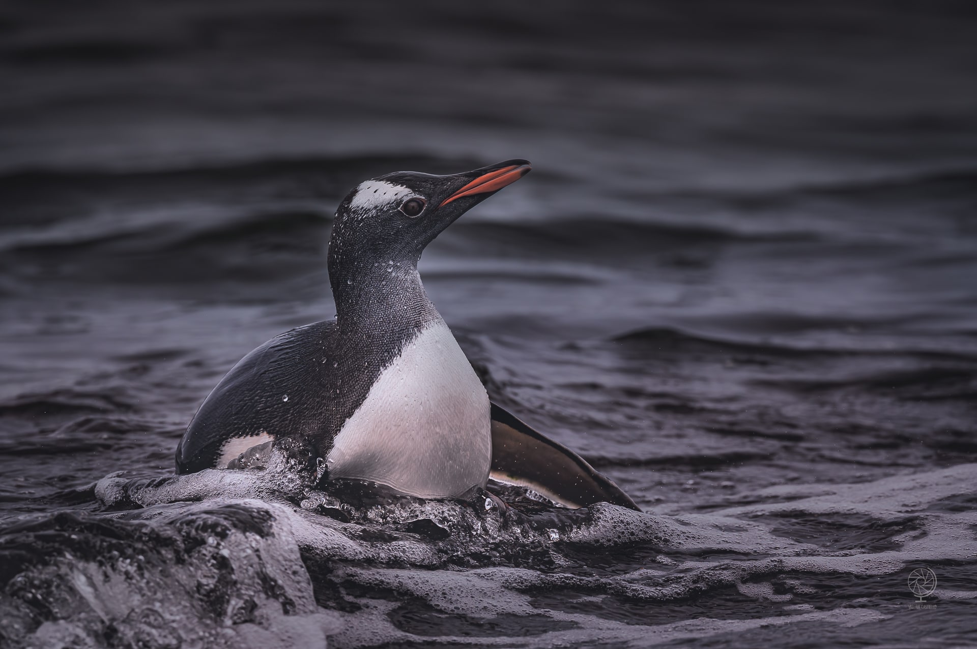 Viaggiare in Antartide_pinguino che nuota