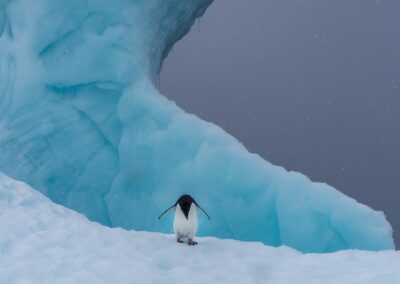 Viaggio in Antartide_pinguino su iceberg_adelie