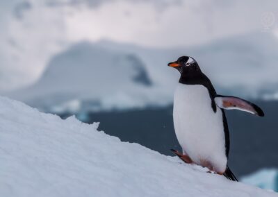 Viaggiare in Antartide_crociera_pinguino antartico_ orne islands
