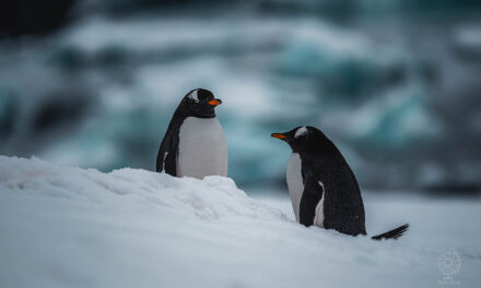 Viaggiare in Antartide: guida per le spedizioni al Polo Sud (2024)