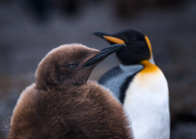 South Georgia_crociera_wildlife