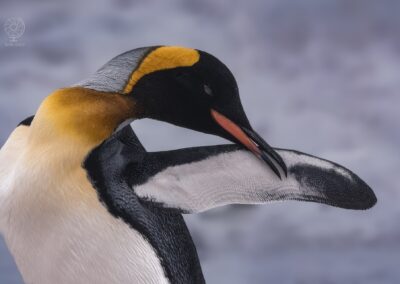 Pinguino Reale_Falkland-South Georgia.min