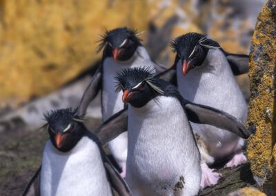 Pinguini saltarocce_Falklands_rockhopper penguin