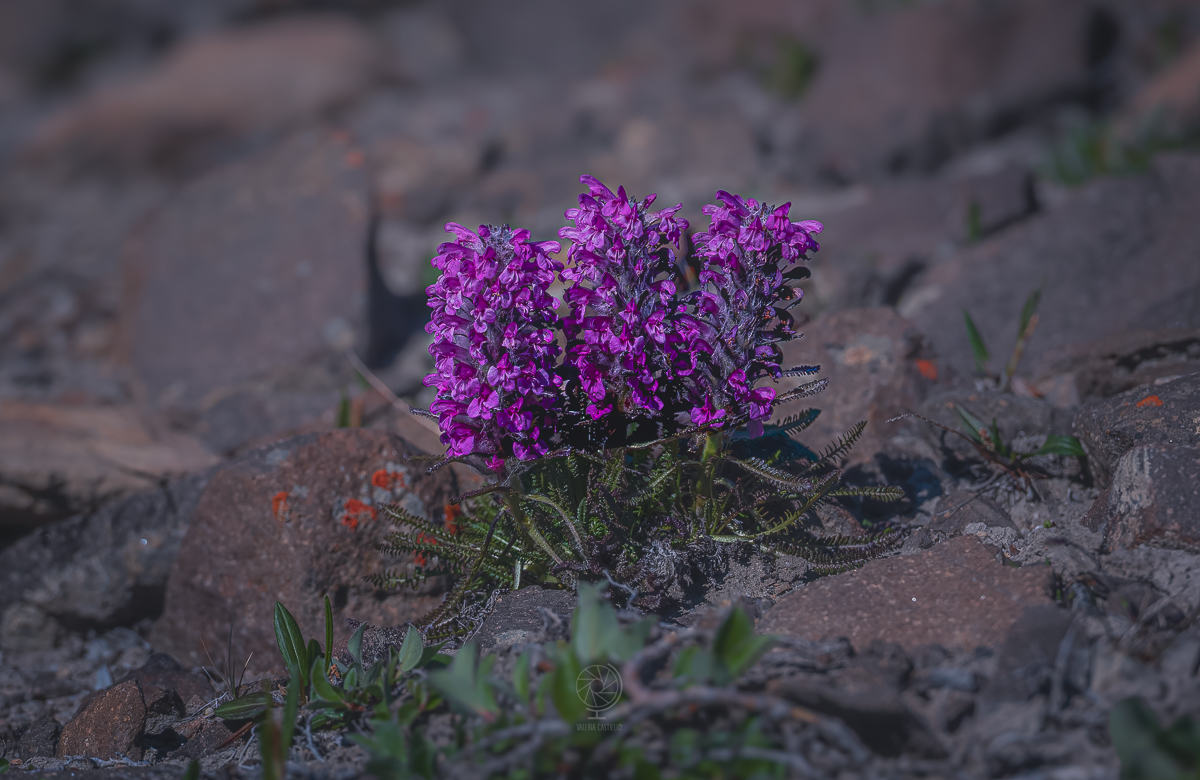 Groenlandia_fiore nazionale_Niviarsiaq