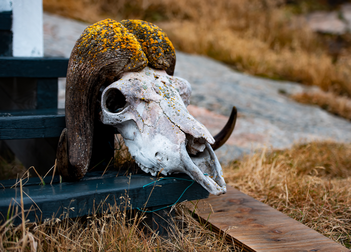 Nuuk_Hunting Nuuk Groenlandia_cosa mangiano