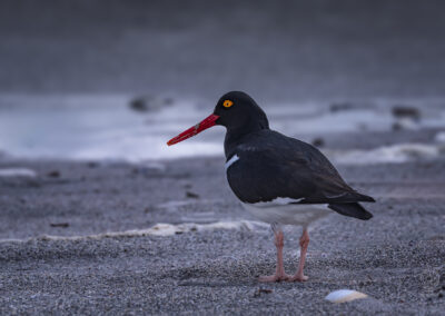 Falkland_Magellanic oystercatcher_beccaccia