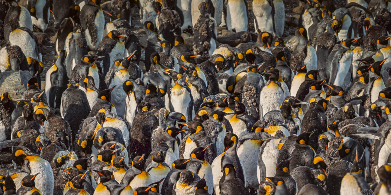 Georgia del Sud: viaggio tra wildlife e storia con Poseidon Expeditions | 40% off!