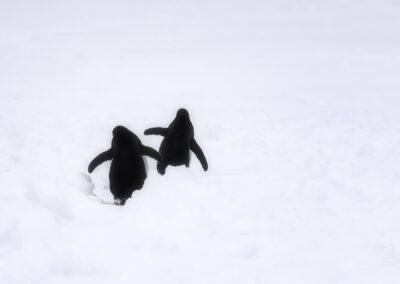 pinguini papua_Antartide