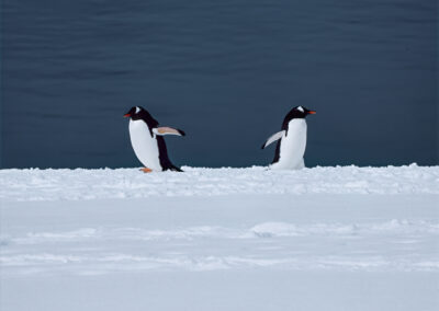 Pinguini antartici_viaggiare in Antartide