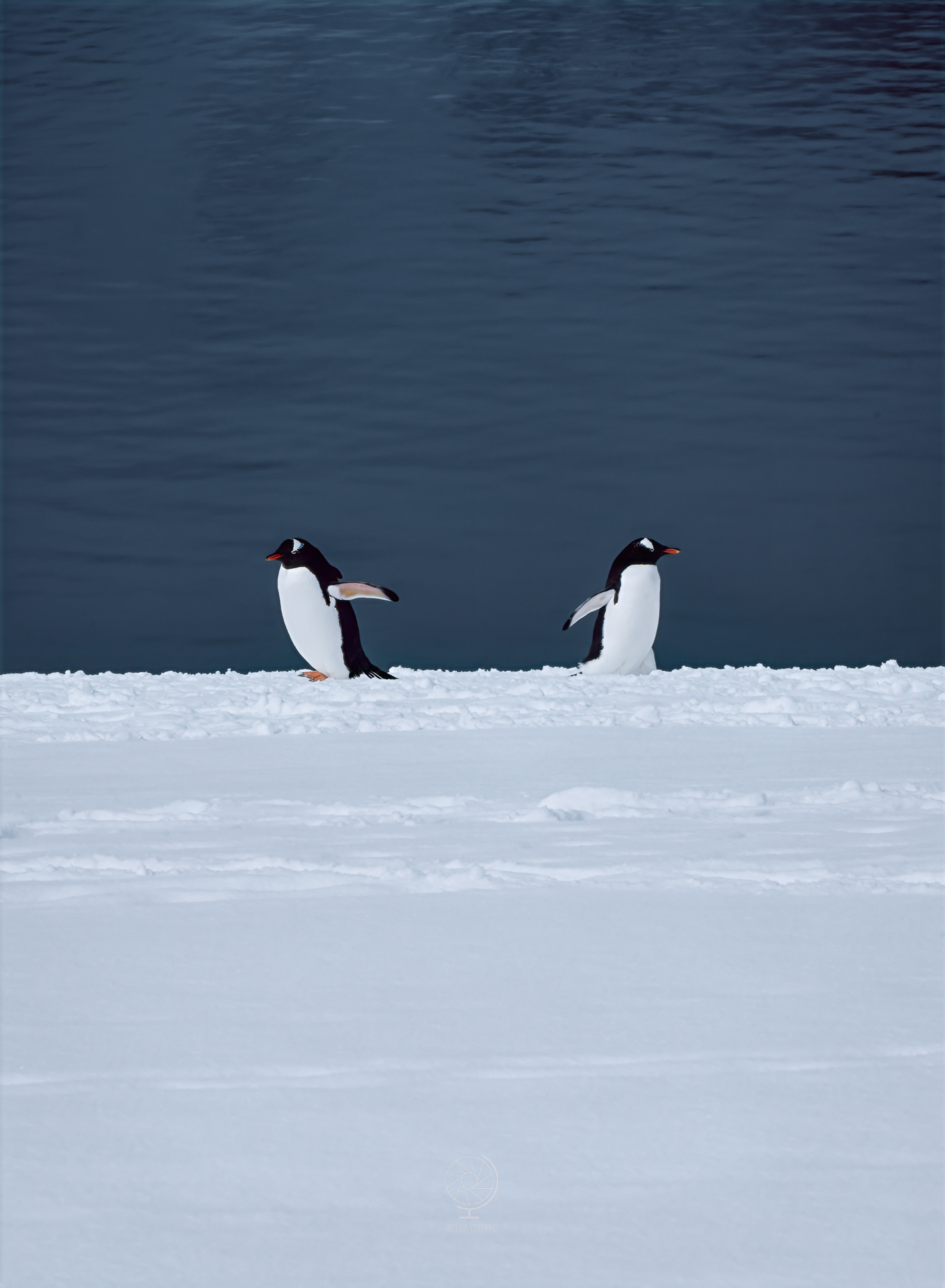 Pinguini antartici_viaggiare in Antartide