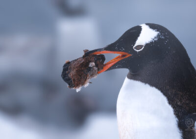 Gentoo penguin che prepara il nido