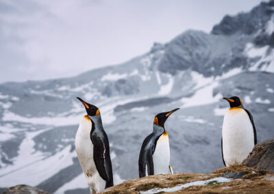 Pinguini reali in Georgia del Sud