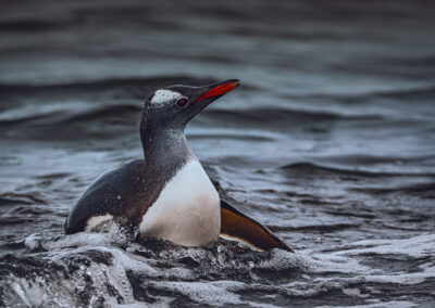 Gentoo penguin_Viaggio in Antartide