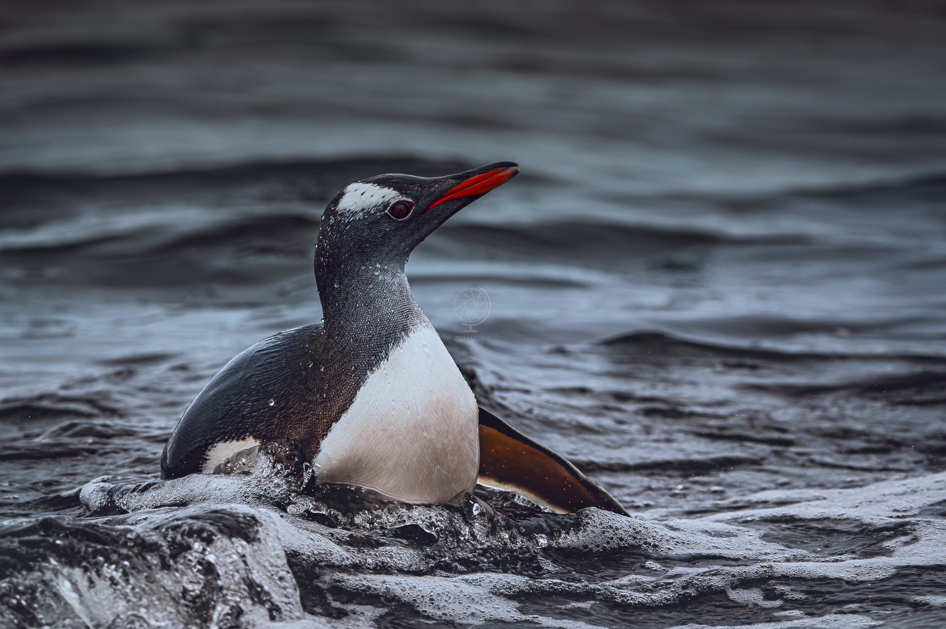 Gentoo penguin_Viaggio in Antartide