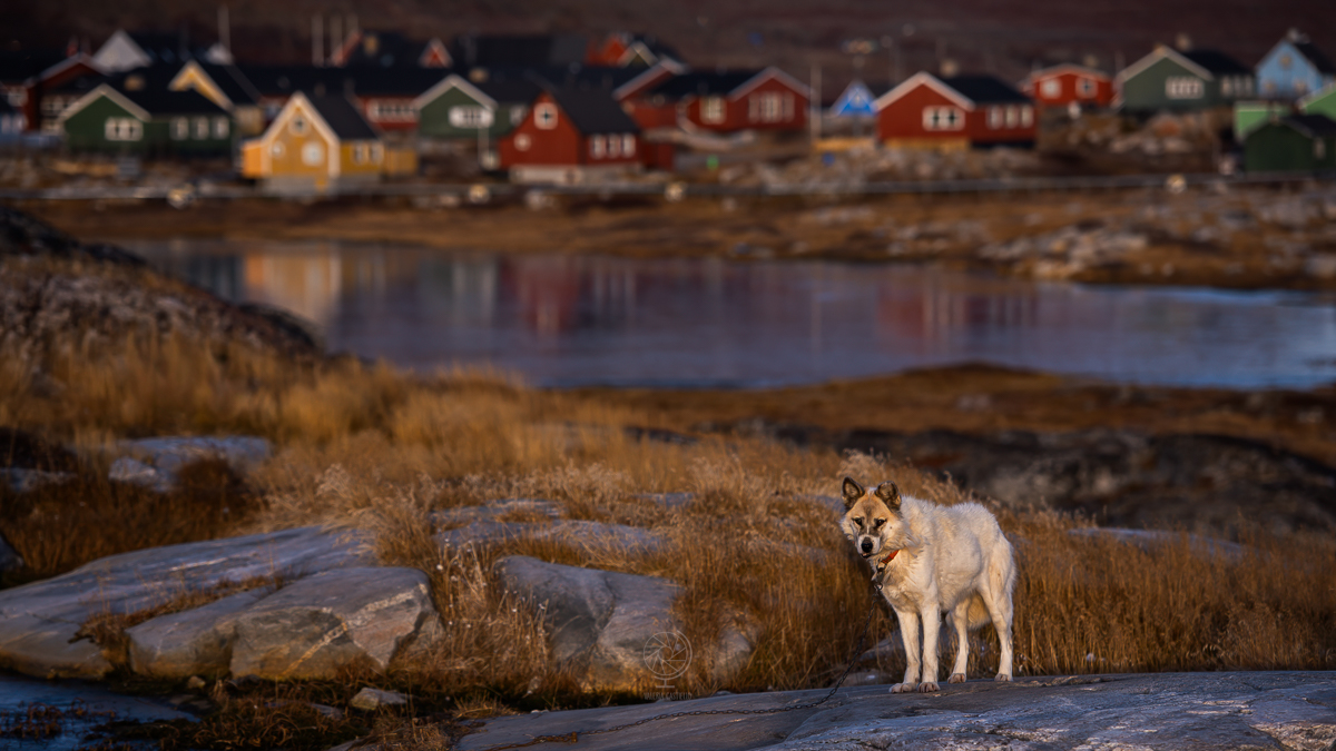 Meet the dogs - Cane groenlandese a Disko Island