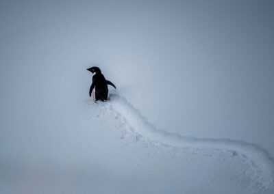 Penguins Highway